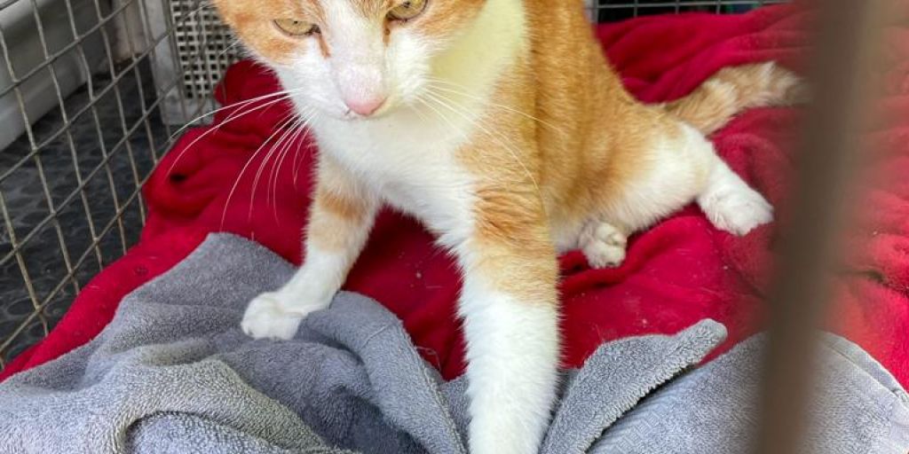 Es hört nicht auf abermals verletzte Katze