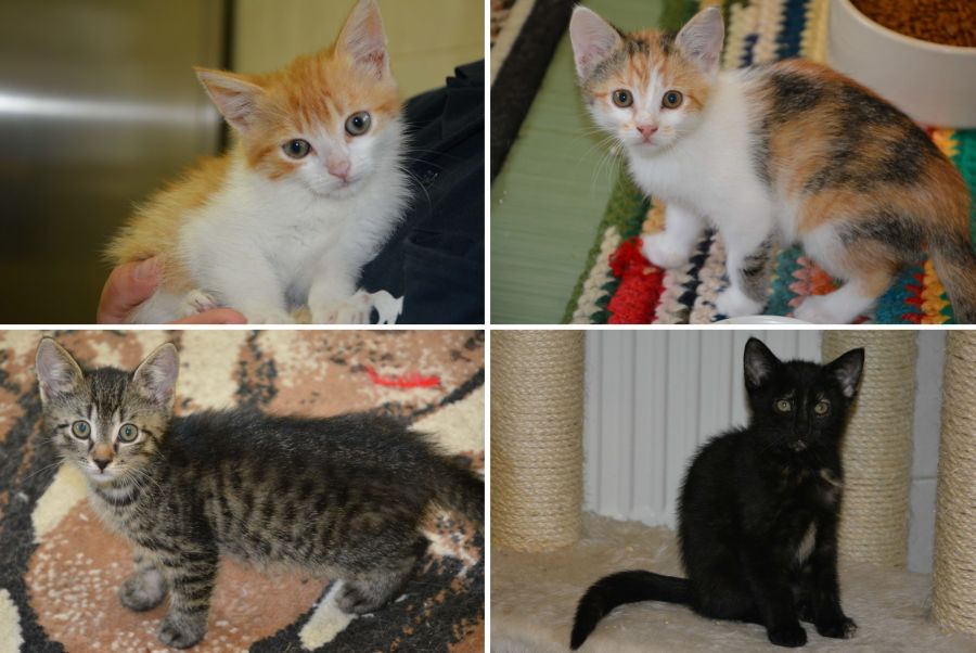 Bild